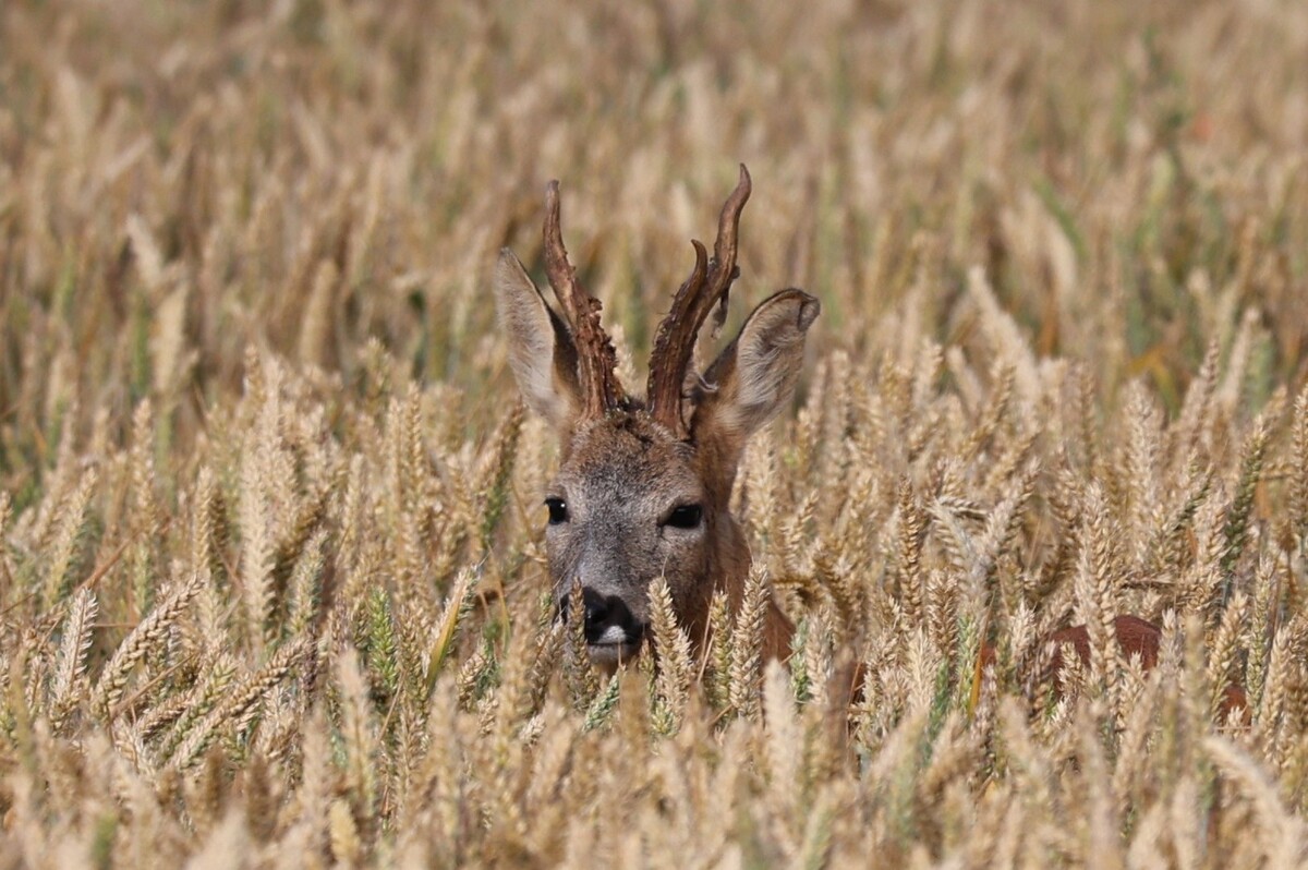 Peeping Deer